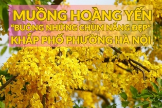 [Ảnh] Muồng hoàng yến “buông những chùm nắng đẹp” khắp phố phường Hà Nội